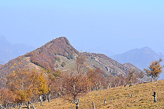 soi cau mien bắc