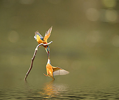 dàn đề bất tử