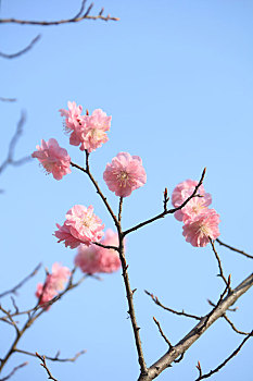 lo bach thu khung 2 ngay