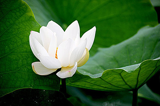 cường đại phát xsmb 6868