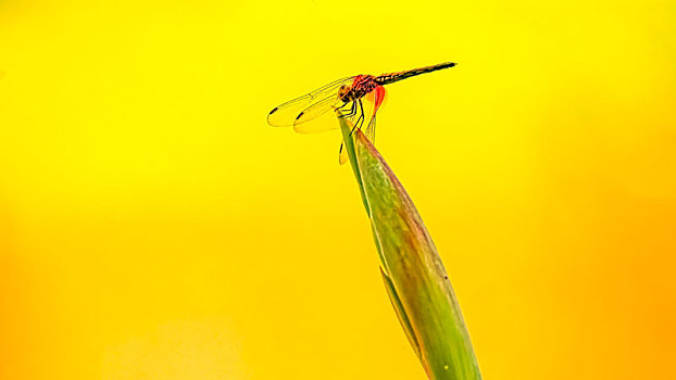 soi cầu bạch thủ lô hôm nay