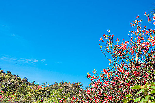 dự đoán bạch thủ