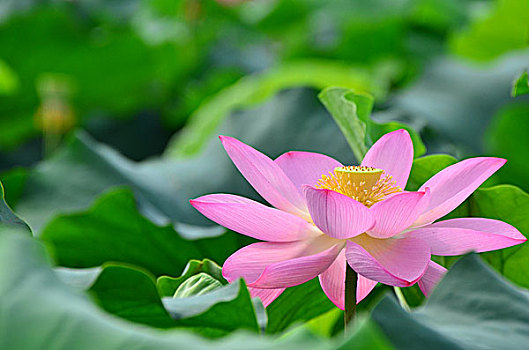chốt số hàng ngày