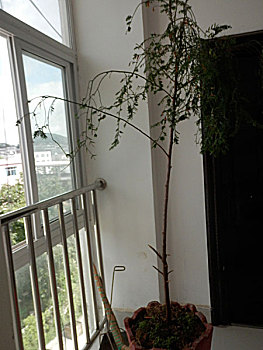 xổ số thử miền bắc