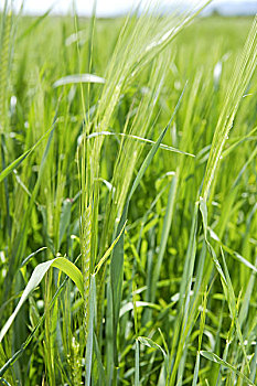 cầu bạch thủ miền bắc hôm nay