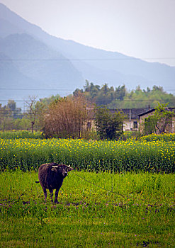 soi mb 366