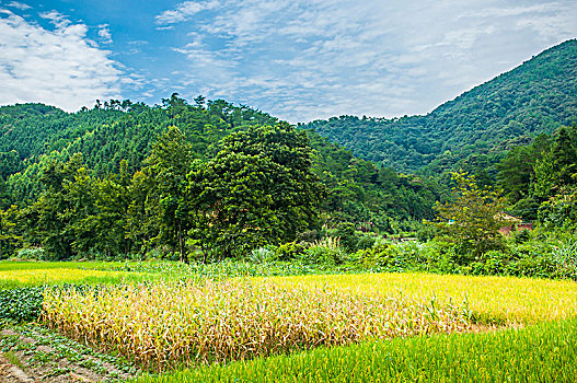 xổ số đại phát