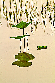 giỏ xách đựng gà đá